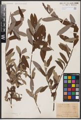 Foto von Salix aurita L. x Salix eleagnos Scop.